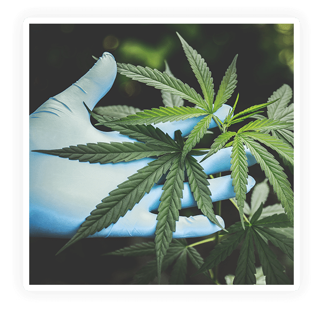 marijuana-facility cannabis cultivation facility design