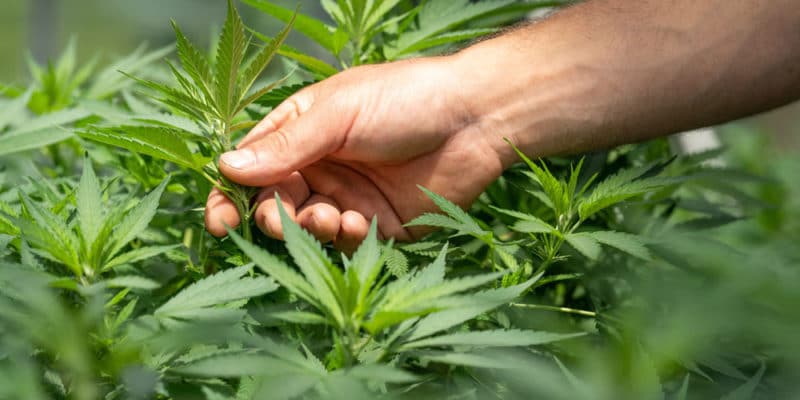 vpd cannabis cultivation
